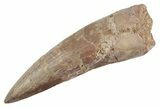 Fossil Spinosaurus Tooth - Restored Tip #368029-1